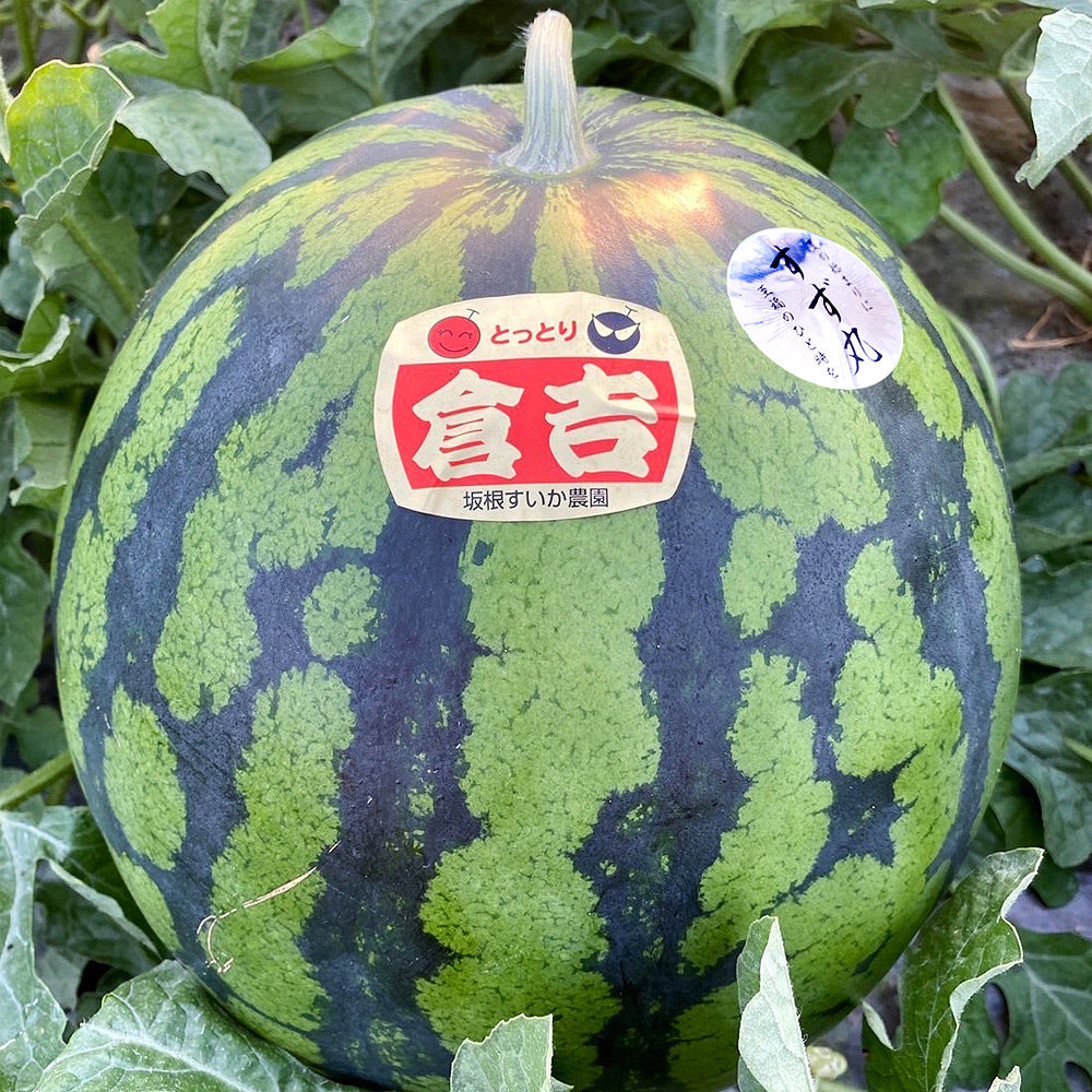 すず丸スイカ