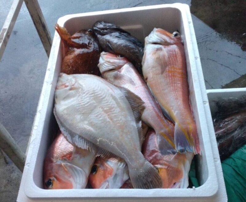 鮮魚セットB