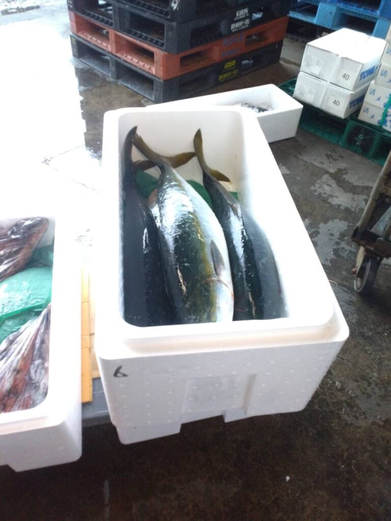 ブリ（養殖）