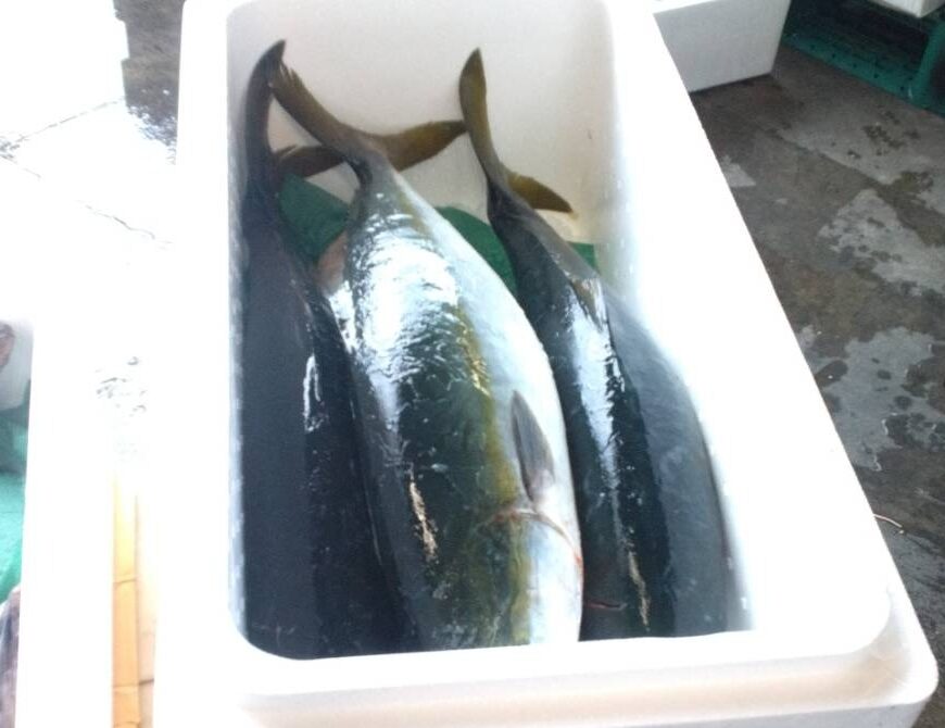 ブリ（養殖）