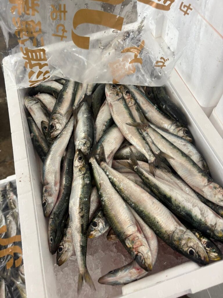 イワシ