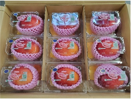 完熟マンゴー（２L約350ｇ〜）